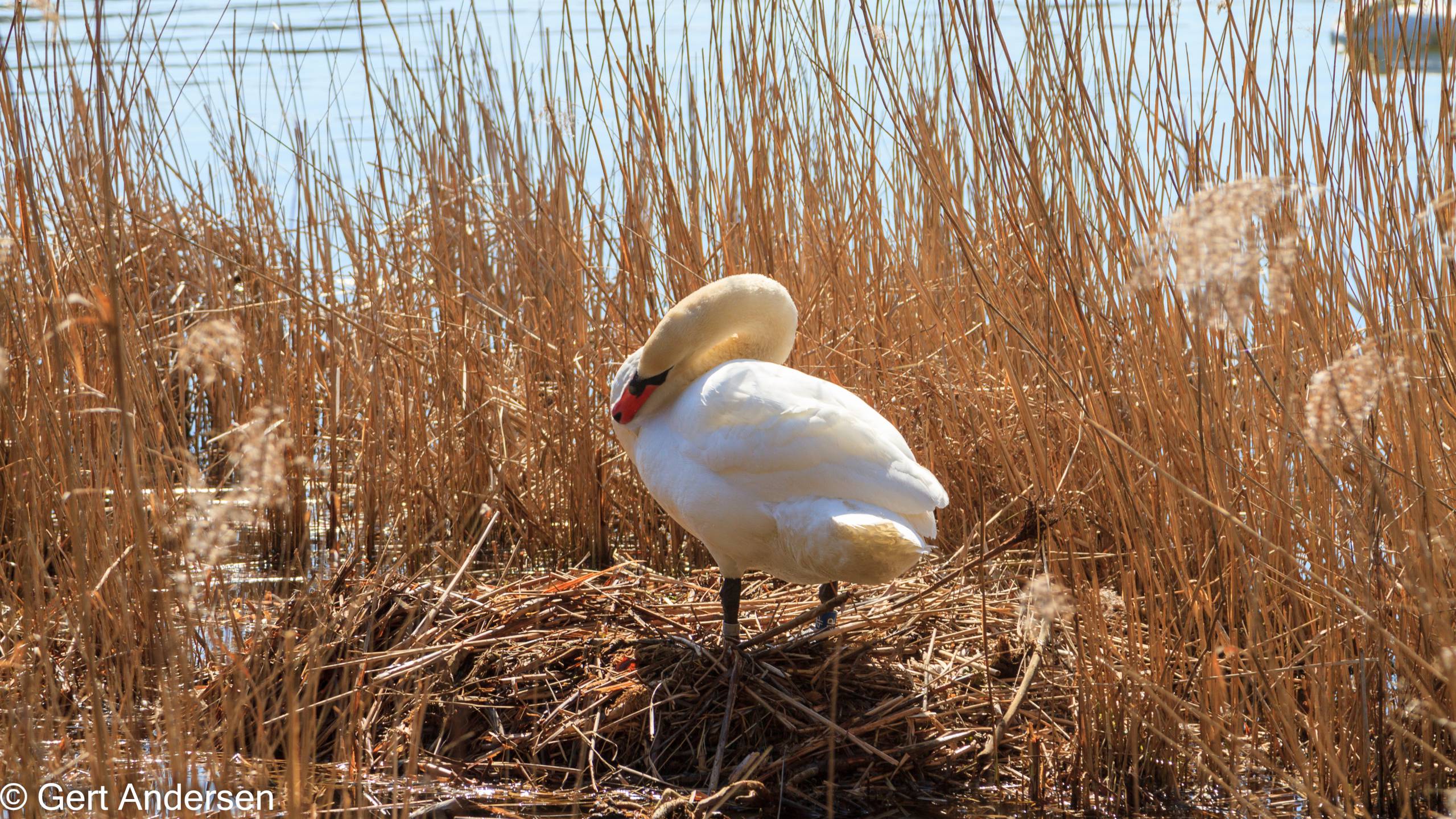Lyngby Sø (16 of 37) compressed